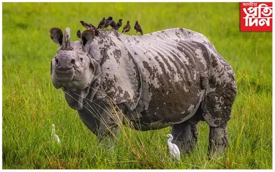 চামগুৰিত গঁড়ৰ খৰ্গ উদ্ধাৰ