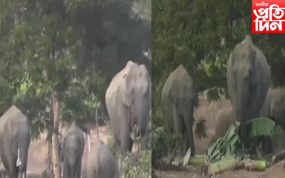 উৰুকাৰ আনন্দৰ মাজতে বনৰীয়া হাতীক খাদ্য যোগান