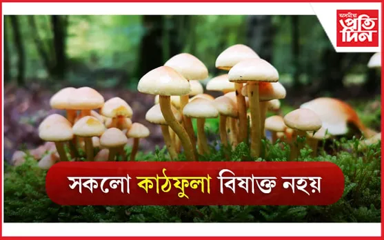 Mushroom Benefits: বহু উপকাৰী গুণৰে ভৰপুৰ কাঠফুলা