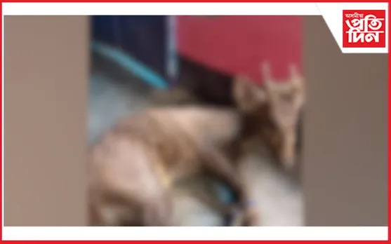 মনহা নসত্ৰত হৰিণ উদ্ধাৰ