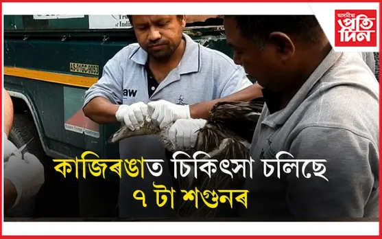 মাজুলীত মৃত গৰু পোৱালি ভক্ষণ কৰি অসুস্থ হোৱা ৭ টা শগুনক কাজিৰঙাত চিকিৎসা... 