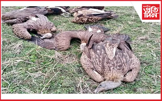 ঢকুৱাখনাত ৬ টা শগুনৰ মৰ্মান্তিক মৃত্যু