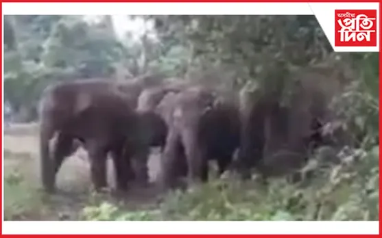  খুমটাইত বন্যহস্তীৰ সন্ত্ৰাস
