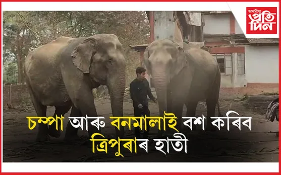 কাজিৰঙাৰ চম্পা আৰু বনমালা যাব ত্ৰিপুৰালৈঃ বশ কৰিব বন্যহস্তী...