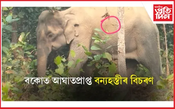 বকোৰ ৰাজাপাৰাত আঘাতপ্ৰাপ্ত বন্যহস্তীৰ বিচৰণঃ উদ্ধাৰৰ বাবে চলিব অভিযান... 
