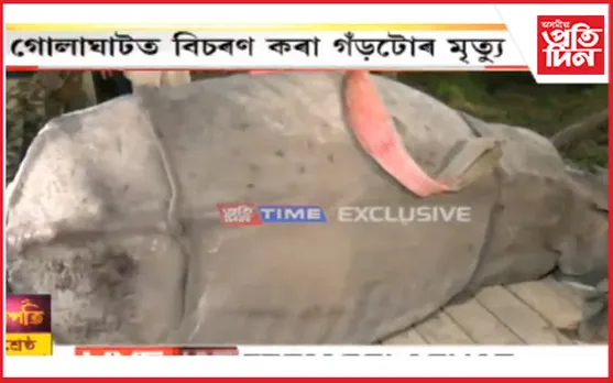 ৫ দিনে ট্ৰেংকুলাইজ কৰিব নোৱাৰিলে এটা গঁড়ঃ অৱশেষত সাৱটি ল'লে কৰুণ মৃত্যু...