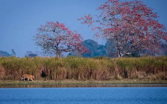 ফাগুনে ৰং সানি গৈছে কাজিৰঙাৰ পশু-পক্ষীকো...