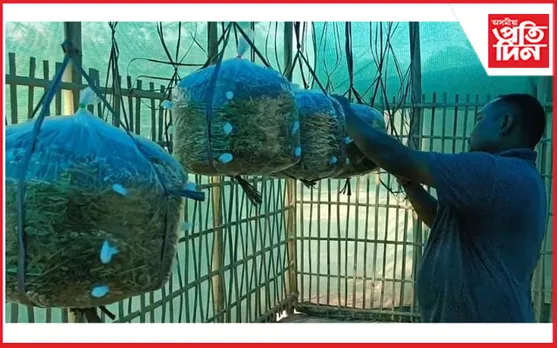 কাঠফুলা খেতিৰে স্বাৱলম্বী কাৰ্বি আংলঙৰ কৃষক