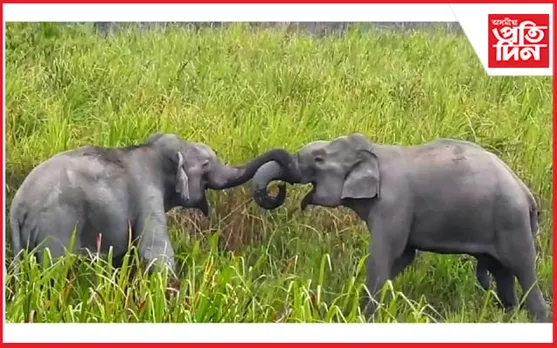 আজি প্ৰেমৰ দিৱস,জীৱজগততো চিৰপ্ৰবাহমান প্ৰেম
