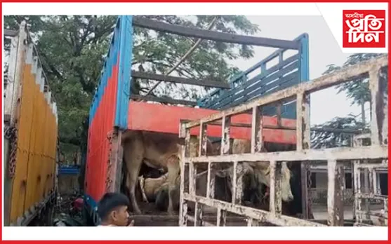 দুখন ট্ৰাকসহ ৪৬ টা  গো-ধন জব্দ ধেমাজিত, আটক দুই সৰবৰাহকাৰী