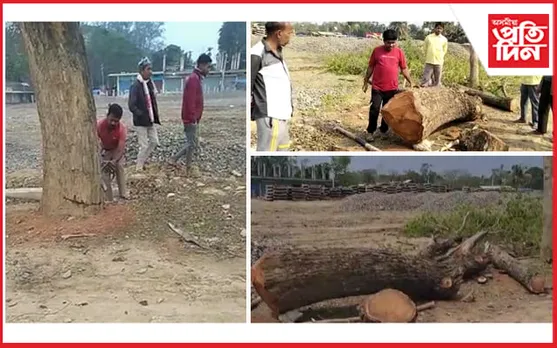 সৰুপথাৰত বন বিভাগৰ চকুৰ সন্মুখতে চলিছে ধ্বংস যজ্ঞ...