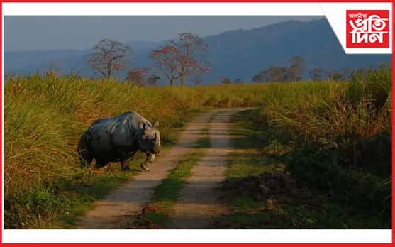 কাজিৰঙাত আকৌ আৰম্ভ হ'ল গঁড় হত্যা