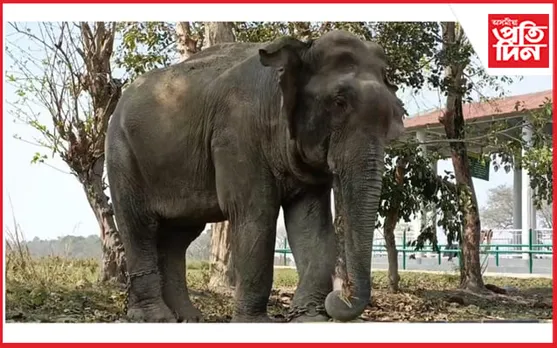 বাবু আহিল, বৃদ্ধি হ’ল কাজিৰঙাৰ হস্তীবাহিনীৰ সদস্যৰ সংখ্যা