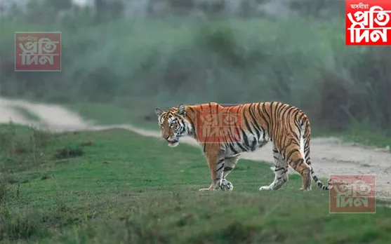 বাঘৰ বাবেই কলিয়াবৰত ১৪৪ ধাৰা জাৰি... 