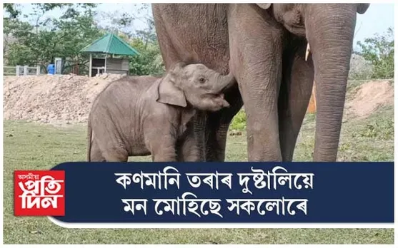 কাজিৰঙাত তৰা,পৰিস্মীতা আৰু ক্ৰিছে মন মোহিছে সকলোৰে