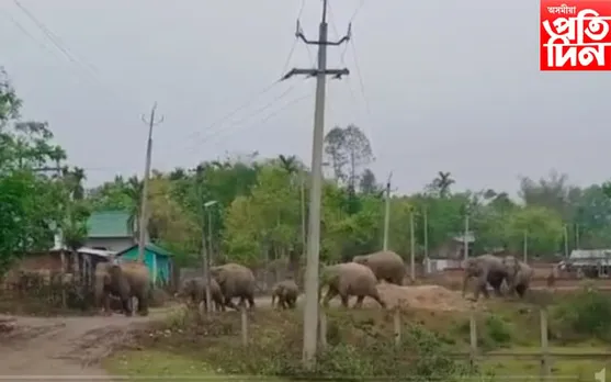 মৰঙীত বন্যহস্তীৰ তাণ্ডৱ, খাদ্য বিচাৰি তহিলং সকলো...