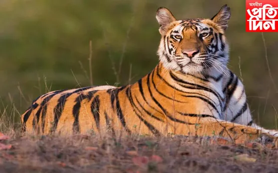 মানুহক আক্ৰমণ কৰাৰ ক্ৰোধত বনৰজাক হত্যা বৰপথাৰৰ টেঙানী বাসীৰ...