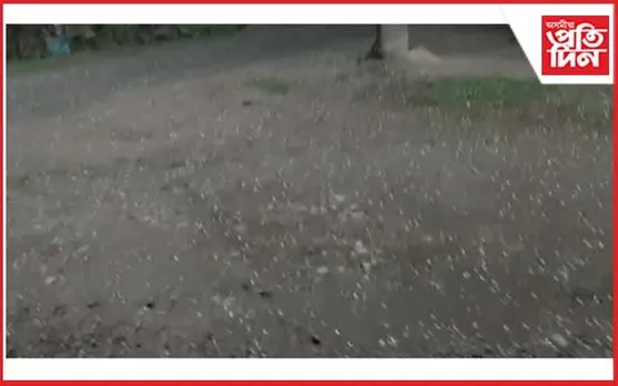 নগাঁও জিলাৰ পশ্চিমাঞ্চলত শিলাবৃষ্টিত বিস্তৰ ক্ষতি... 