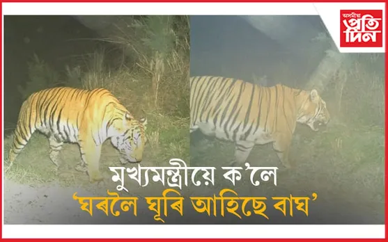 উচ্ছেদিত বুঢ়াচাপৰি বনাঞ্চলত বাঘৰ মুক্ত বিচৰণঃ মুখ্যমন্ত্ৰীয়ে শ্বেয়াৰ কৰিলে ফটো...