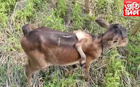 আজৱ! চাৰি নহয়, ৬ ঠেঙীয়া গৰু পোৱালীৰ জন্ম ধেমাজিত...