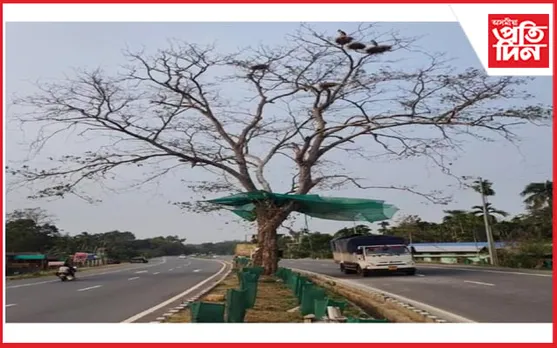 পথৰ মাজৰ এজোপা অৰ্জুন গছত বৰটোকোলাৰ বাহঃ অপৰূপ সৌন্দৰ্যত থৰ লাগিছে প্ৰকৃতিপ্ৰেমী