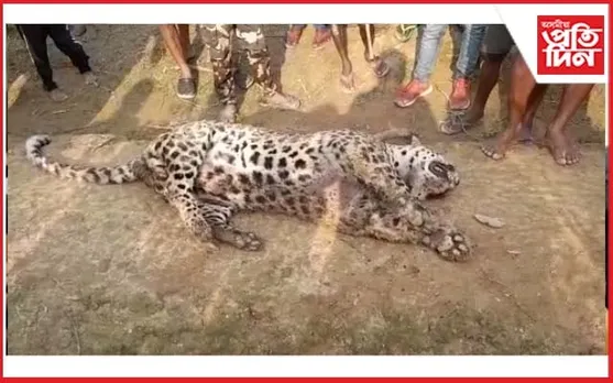 চাহ বাগিছাৰ নলাত পৰি নাহৰফুটুকীৰ মৃত্যু