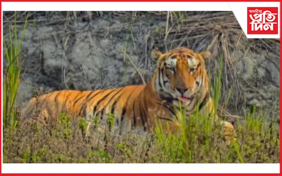 কাজিৰঙাৰ বাঘ কলিয়াবৰত বিচৰণ কৰাটো এক স্বাভাবিক প্ৰক্ৰিয়া : সঞ্চালক, কাজিৰঙা