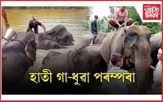 উজনিত মৰাণ জনগোষ্ঠীয়ে হাতী গা-ধুৱা পৰম্পৰাৰে পালন কৰিলে ৰঙালী...