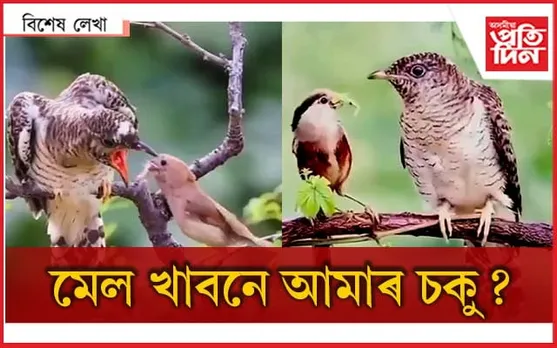 দুজনী চৰাইৰ কাহিনী...