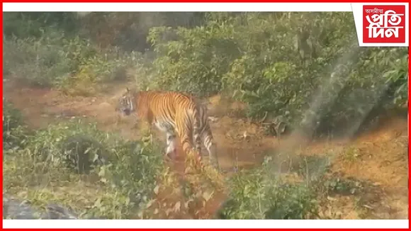কলিয়াবৰত ১৪৪ ধাৰা উংলঘা কৰি বাঘ চাবলৈ মানুহৰ ভিৰ, বাঘে আক্ৰমণ কৰাৰ আশংকা