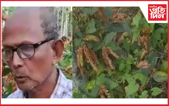 বুলেন ভূঞাৰ অনন্য পদক্ষেপ : সংৰক্ষণ কৰিছে শতাধিক মাখিয়তি গছ     