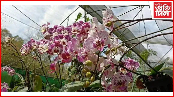 কাজিৰঙা অৰ্কিড উদ্যানৰ নয়নাভিৰাম দৃশ্য...