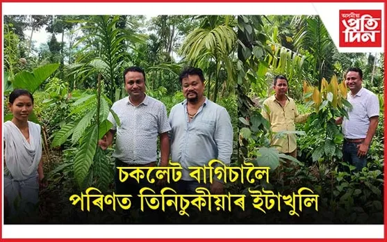 ইটাখুলিত চকলেট খেতিৰ বাগিচা...