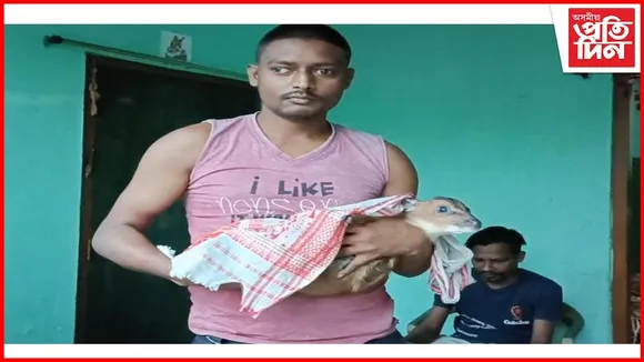 বন্যপ্ৰেমৰ অপূৰ্ব নিদৰ্শন,পানীত ককবকাই থকা পহু পোৱালিক উদ্ধাৰ কৰি মাতৃক সপি দিলে শংকৰে...