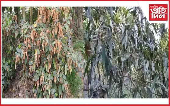 কাইলৈ গৰু বিহু : দীঘলতী-মাখিয়তী সংগ্ৰহত ব্যস্ত চহা...
