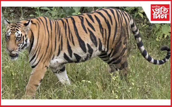 বনৰজা হত্যা কৰি ভক্ষণ কৰাৰ অপৰাধত চাৰিজনক গ্ৰেপ্তাৰ...