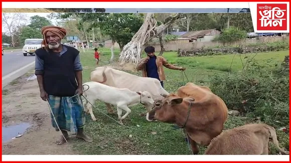 গো-ধন চিণ্ডিকেটৰ নতুন কৌশল, বোকাখাতৰ বিহৰা বজাৰৰ পৰাই নিয়ন্ত্ৰণ হয় গো-ধন চিণ্ডিকেট