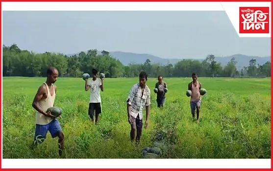 চাকৰিলৈ আশা নকৰি তৰমুজ খেতিৰে নিদৰ্শন দাঙি ধৰিছে শিক্ষিত যুৱকৰ এটা দলে...