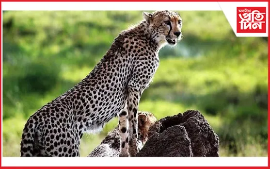 দক্ষিণ আফ্ৰিকাৰ পৰা অনা 'উদয়' নামৰ চিতাৰ মৃত্যু...