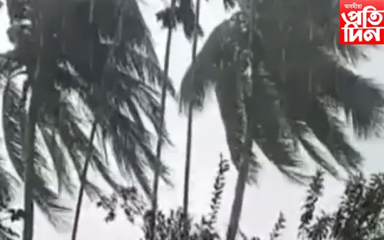 ধুমুহা: গোলাঘাটৰ মৰঙিত বিস্তৰ ক্ষতি...