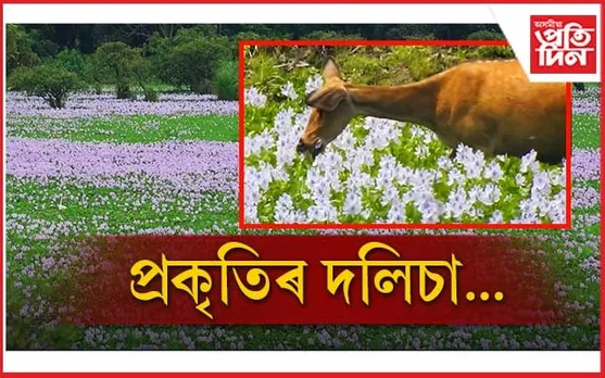 নান্দনিক! কাজিৰঙাত শুভ্ৰতাৰ দলিছা...