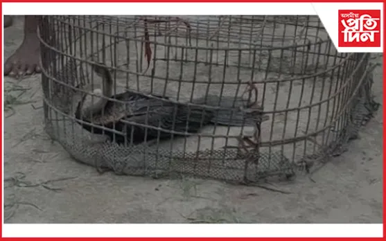 জামুগুৰিহাটৰ ইটাখোলাত  দুষ্প্ৰাপ্য চৰাই উদ্ধাৰ