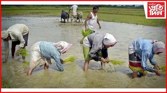 ৰাজ্যত চিন্তনীয়ভাৱে হ্ৰাস পাইছে ধানৰ উৎপাদন, হিতাধিকাৰী আঁচনিৰ কু-প্ৰভাৱ গ্ৰাম্য সমাজত