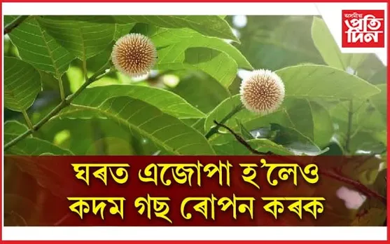 দৰিদ্ৰতা, গুৰু-ৰাহু দোষৰ পৰা পৰিত্ৰান দিয়ে শ্ৰীকৃষ্ণৰ প্ৰিয় এইবিধ গছে