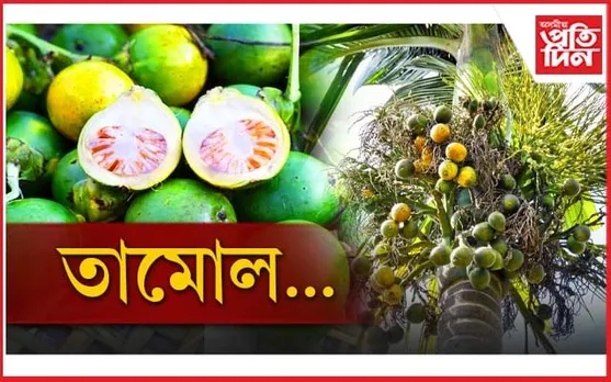 তামোল: সামাজিক পৰম্পৰাৰ পৰা ঔষধি গুণলৈ...