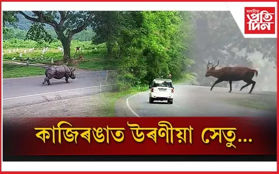 বন্যপ্ৰাণী সুৰক্ষাৰ বাবে কাজিৰঙাৰত উৰণীয়া সেতু নিৰ্মাণৰ প্ৰস্তুতি...