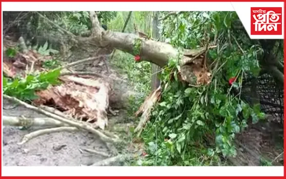 মথুৰাপুৰত ধুমুহাৰ তাণ্ডবঃ তচনচ গছ-গছনি, উচন বাৰী...
