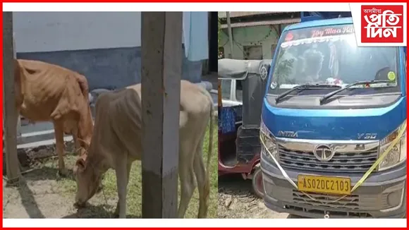 লামডিঙত গাড়ীসহ ১৪টা গৰু জব্দ 