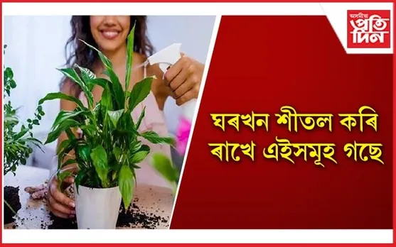 গ্ৰীষ্মকালত ঘৰৰ ভিতৰত ৰাখক এইকেইবিধ উদ্ভিদ