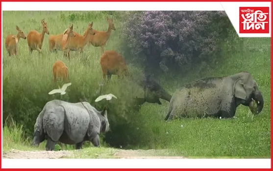 বাৰিষাৰ পৰশত জীপাল কাজিৰঙা: জাকে জাকে হৰিণা, গড়ে আকৰ্ষণ কৰিছে পৰ্যটকক...